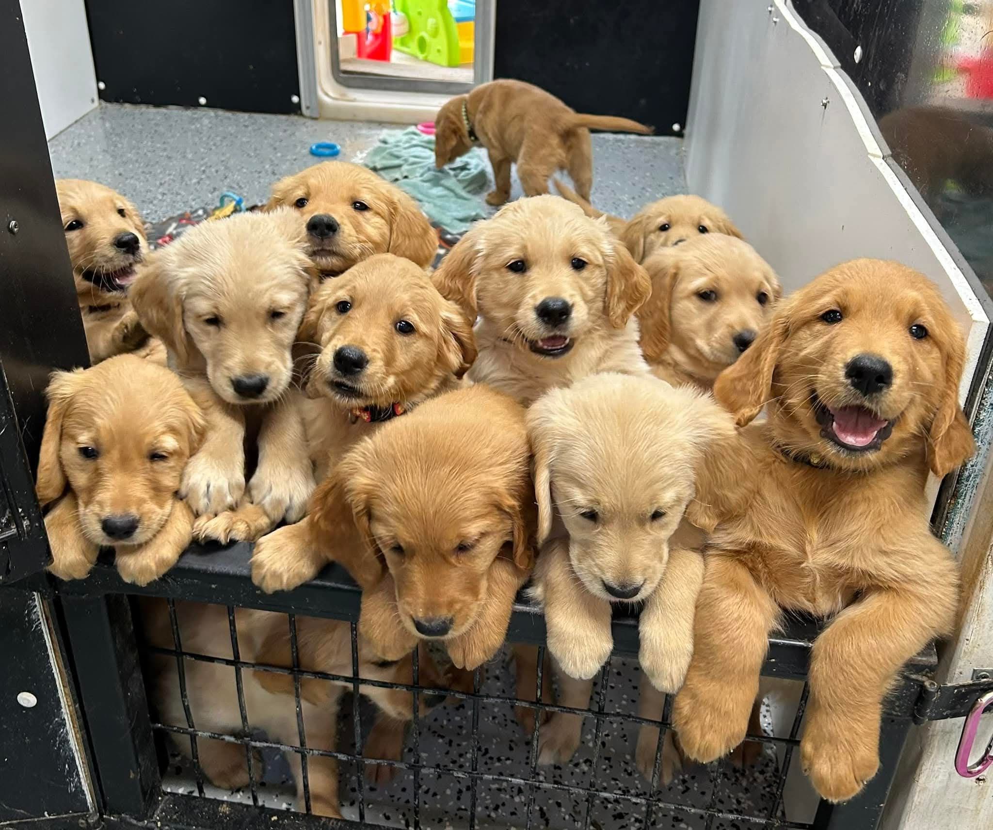 Oakley's Golden Retrievers