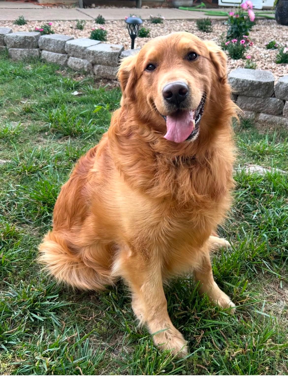 Ranger, our Golden Retriever father