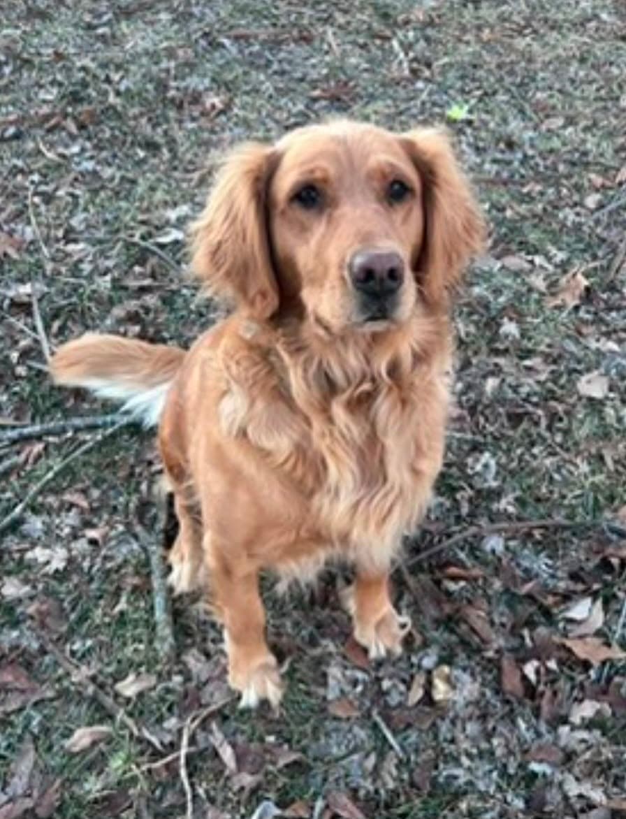 Ellie, our Golden Retriever mother