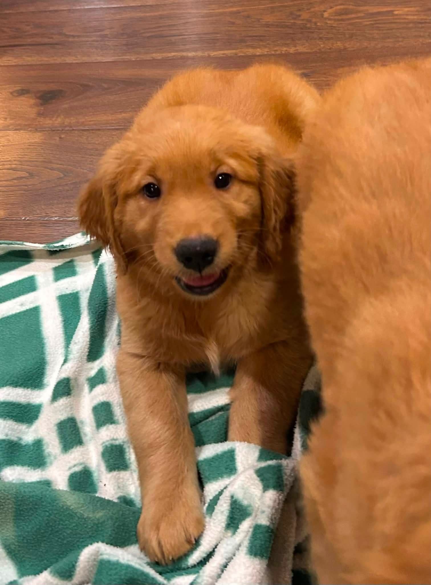 Mr Green, a male Golden Retriever puppy — additional photo 2