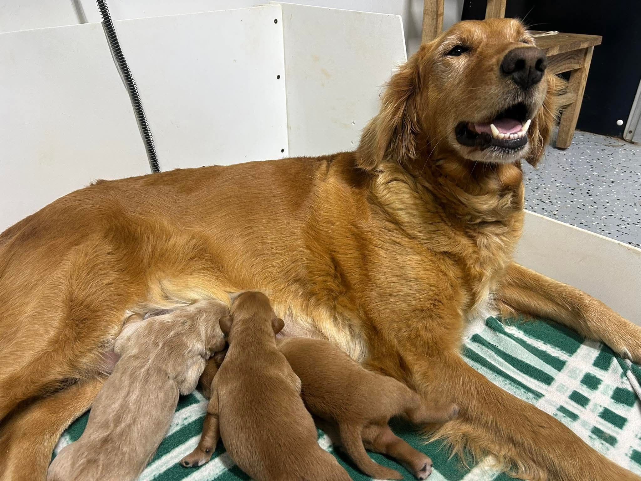 Ellie's litter — Golden Retriever litter