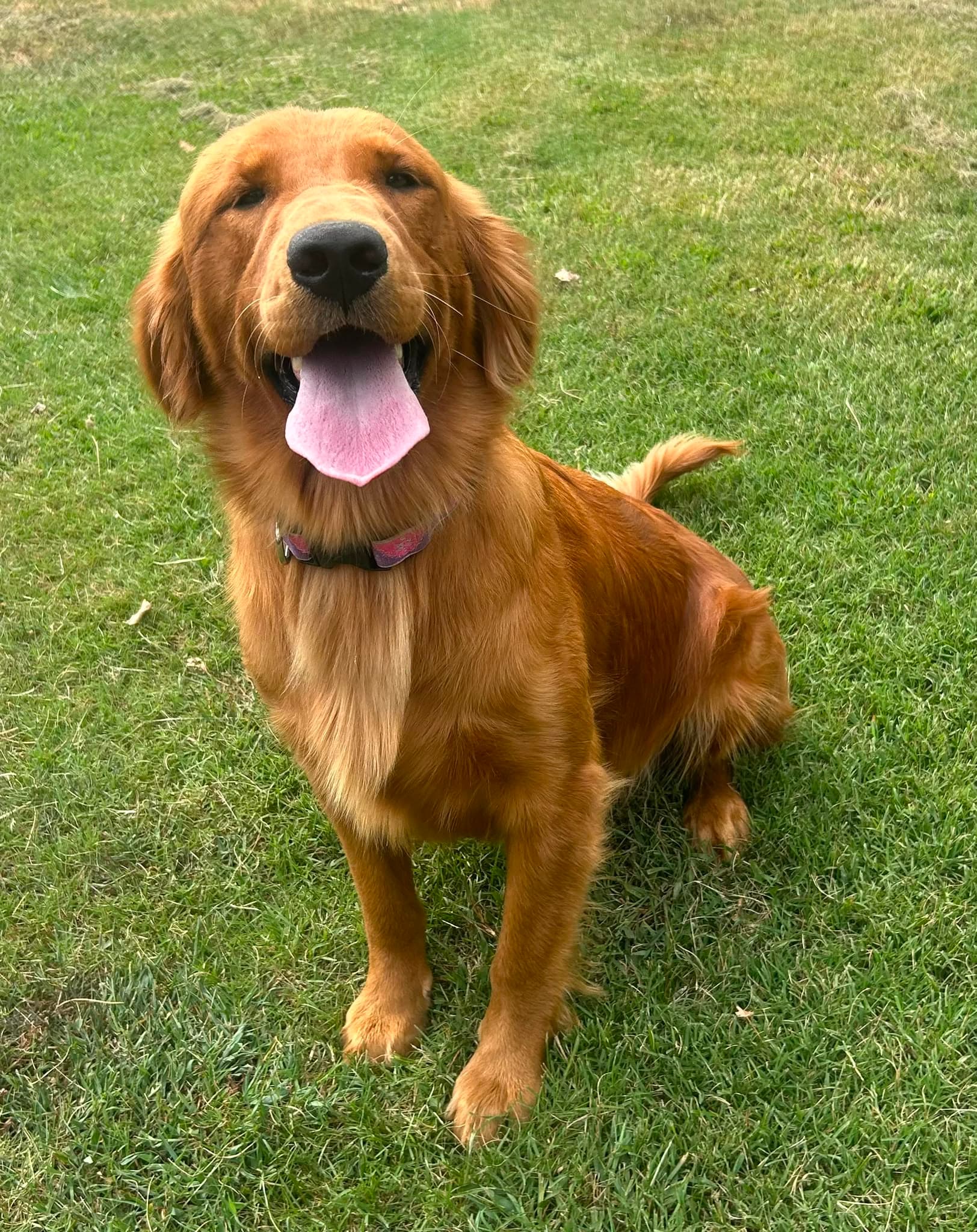 Daisy, our Golden Retriever mother