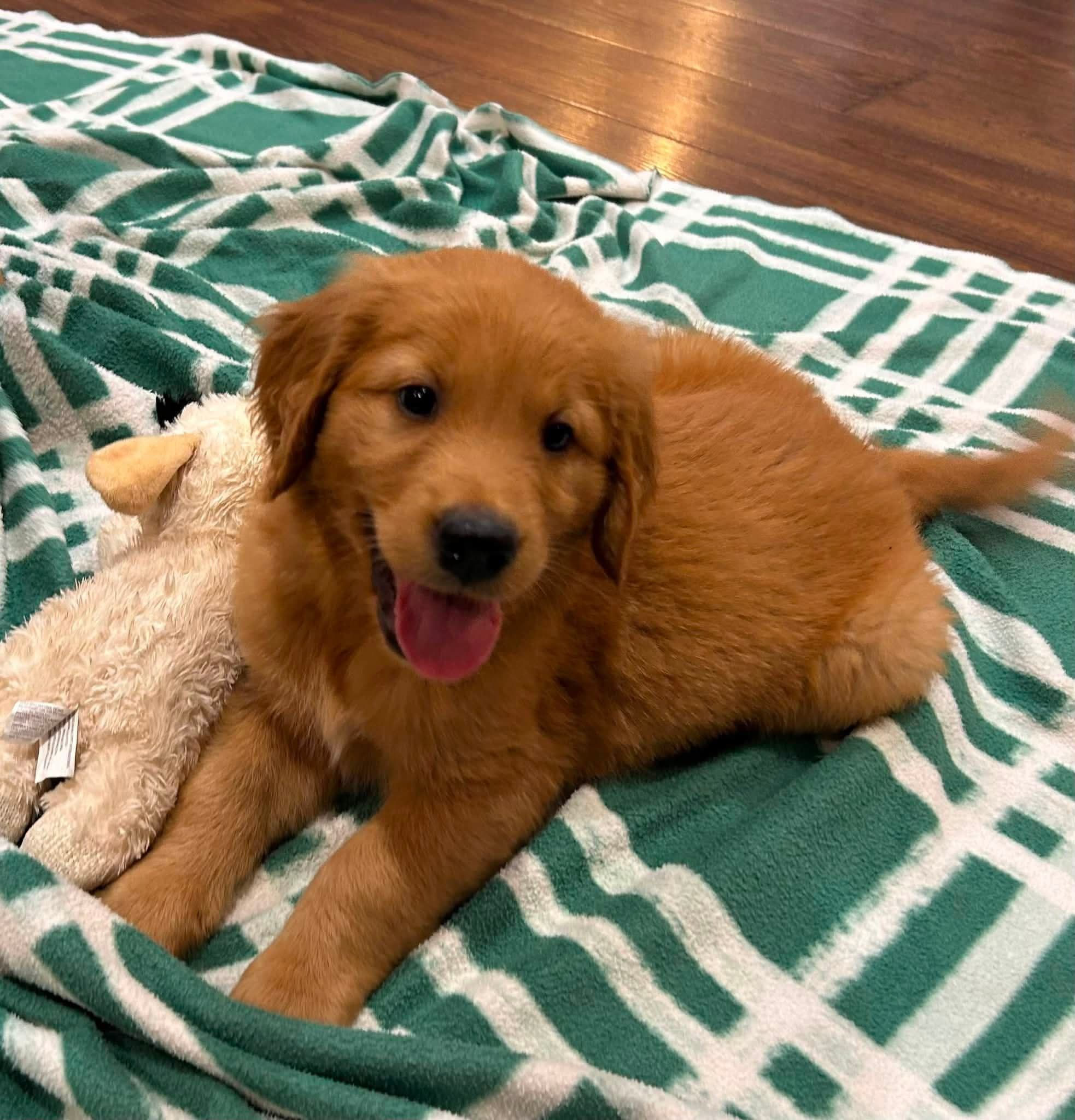 Mr Blue, a male Golden Retriever puppy — additional photo 2
