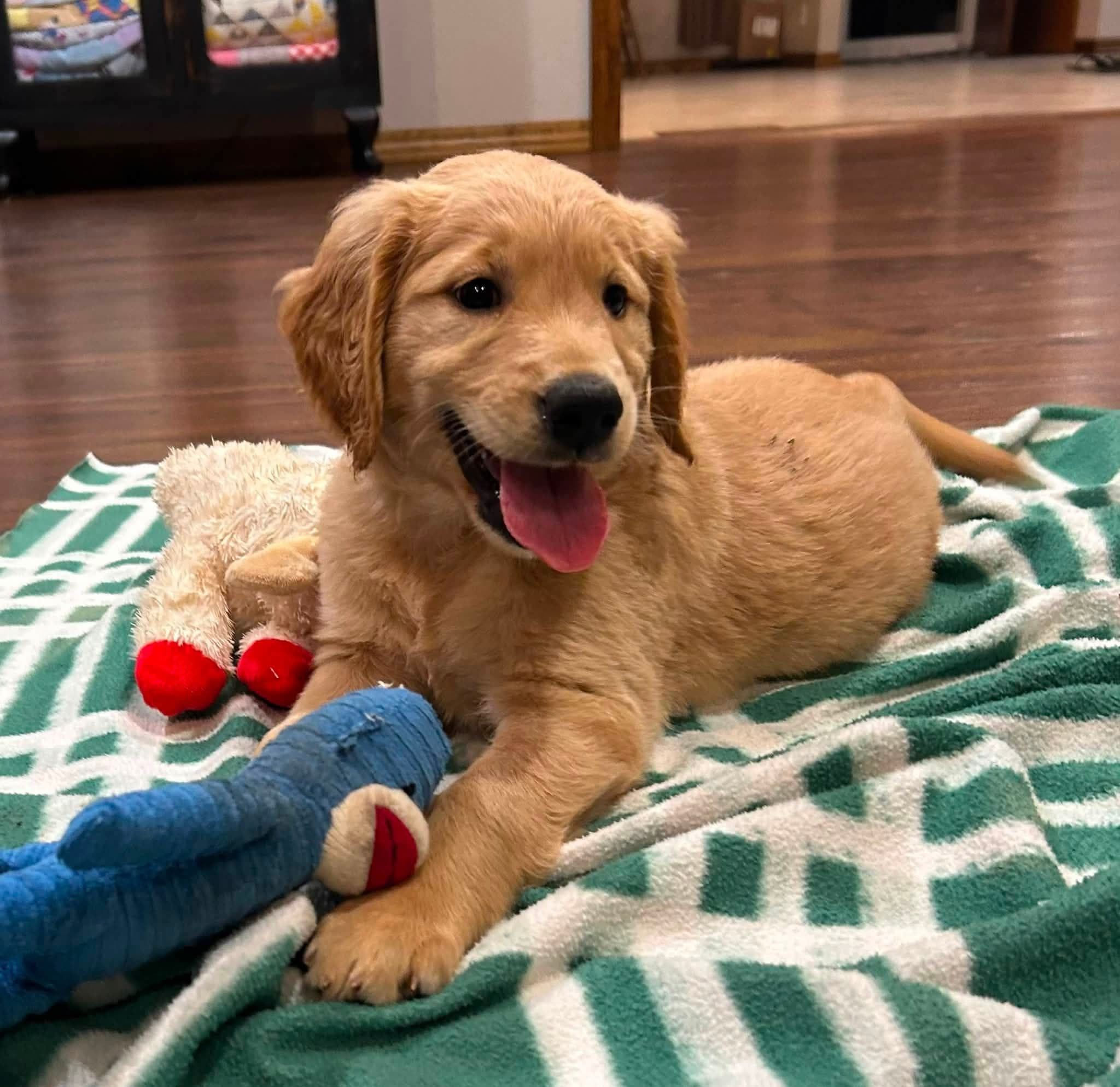 Miss Lavender, a female Golden Retriever puppy — additional photo 2